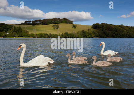 Cygne tuberculé Cygnus olor Famille ; Groupe ; deux adultes ; quatre Cygnets Cornwall, UK Banque D'Images