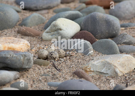 Gravelot Charadrius hiaticula ; oeufs dans le nid ; Cornwall UK Banque D'Images