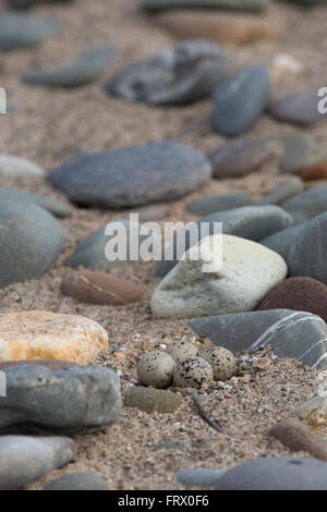 Gravelot Charadrius hiaticula ; oeufs dans le nid ; Cornwall UK Banque D'Images