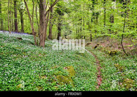 Les roches blanches ; Herefordshire Wildlife Trust Réserver ; UK Banque D'Images