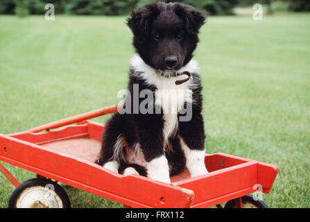 Chiot assis dans un chariot rouge. Banque D'Images