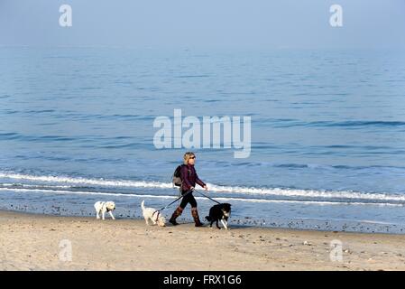 Chien femelle Walker sur la plage de Studland Bay Dorset UK Banque D'Images