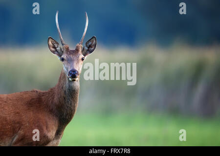 Red Deer à l'état sauvage, un portrait Banque D'Images