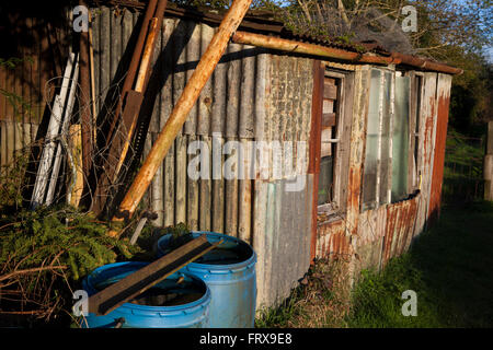 Un vieux hangar abandonné sur un allotissement est assis dans le soleil du printemps couvert de panneaux en métal ondulé. Banque D'Images