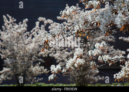 Fleur décorative blanche dans le vent sur une journée ensoleillée sur un petit arbre. Banque D'Images