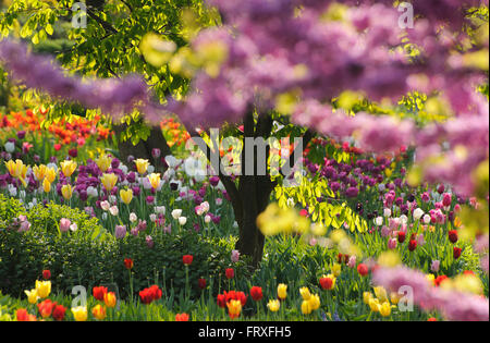 Les fleurs de printemps dans le jardin, Hermannshof, Weinheim, Bade-Wurtemberg, Allemagne, Europe Banque D'Images