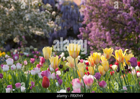 Printemps à Hermannshof, Weinheim, Bade-Wurtemberg, Allemagne, Europe Banque D'Images