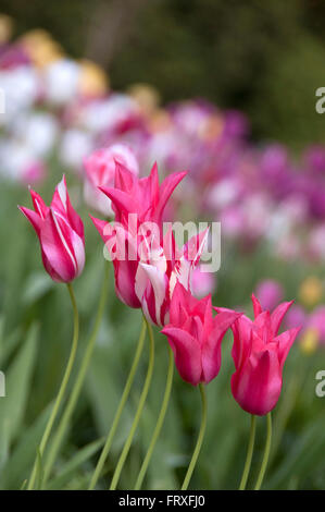 Tulipes sur Hermannshof Weinheim, Bade-Wurtemberg, Allemagne, Europe Banque D'Images