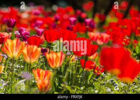 Tulipes au jardin, Hermannshof, Weinheim, Bade-Wurtemberg, Allemagne, Europe Banque D'Images