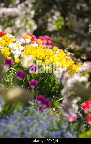 Les tulipes en fleurs, Hermannshof, Weinheim, Bade-Wurtemberg, Allemagne, Europe Banque D'Images