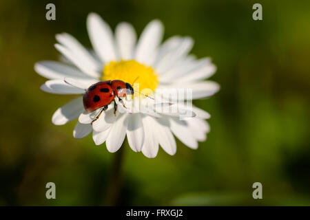 Coccinelle macro sur la marguerite dans l'herbe Banque D'Images