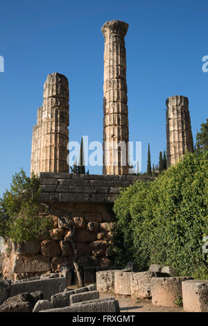 Colonnes dans le Temple d'Apollon à 4ème siècle avant J.-C. les ruines de Delphi, Delphi, Péloponnèse, Grèce Centrale, Grèce Banque D'Images