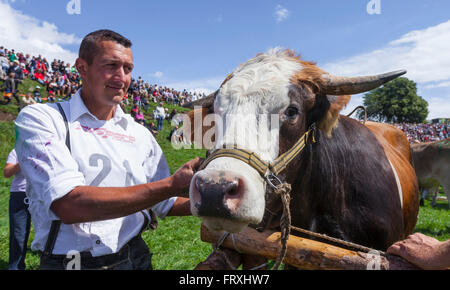 Ox racing en Muensing, Le Lac de Starnberg, Bad Toelz, Wolfratshausen, Upper Bavaria, Bavaria, Germany Banque D'Images