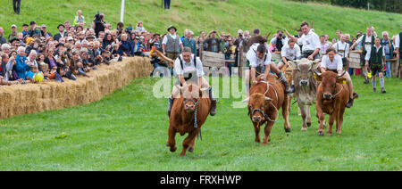 Ox racing en Muensing, Le Lac de Starnberg, Bad Toelz, Wolfratshausen, Upper Bavaria, Bavaria, Germany Banque D'Images