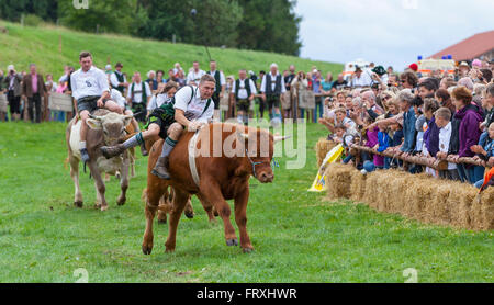 Ox racing en Muensing, Le Lac de Starnberg, Bad Toelz, Wolfratshausen, Upper Bavaria, Bavaria, Germany Banque D'Images