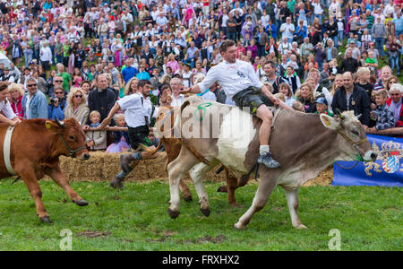 Ox racing en Muensing, Le Lac de Starnberg, Bad Toelz, Wolfratshausen, Upper Bavaria, Bavaria, Germany Banque D'Images