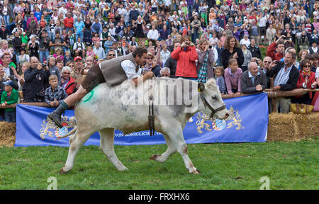 Ox racing en Muensing, Le Lac de Starnberg, Bad Toelz, Wolfratshausen, Upper Bavaria, Bavaria, Germany Banque D'Images