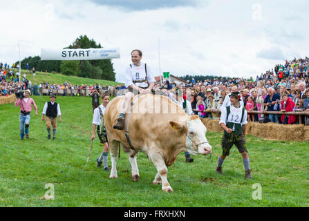 Ox racing en Muensing, Le Lac de Starnberg, Bad Toelz, Wolfratshausen, Upper Bavaria, Bavaria, Germany Banque D'Images