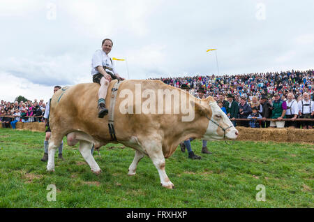 Ox racing en Muensing, Le Lac de Starnberg, Bad Toelz, Wolfratshausen, Upper Bavaria, Bavaria, Germany Banque D'Images