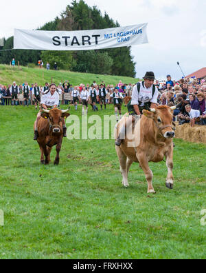 Ox racing en Muensing, Le Lac de Starnberg, Bad Toelz, Wolfratshausen, Upper Bavaria, Bavaria, Germany Banque D'Images