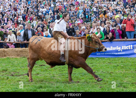 Ox racing en Muensing, Le Lac de Starnberg, Bad Toelz, Wolfratshausen, Upper Bavaria, Bavaria, Germany Banque D'Images