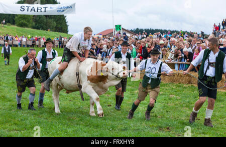 Ox racing en Muensing, Le Lac de Starnberg, Bad Toelz, Wolfratshausen, Upper Bavaria, Bavaria, Germany Banque D'Images