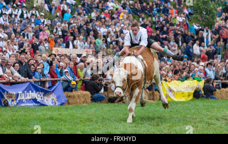 Ox racing en Muensing, Le Lac de Starnberg, Bad Toelz, Wolfratshausen, Upper Bavaria, Bavaria, Germany Banque D'Images