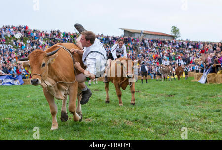 Ox racing en Muensing, Le Lac de Starnberg, Bad Toelz, Wolfratshausen, Upper Bavaria, Bavaria, Germany Banque D'Images