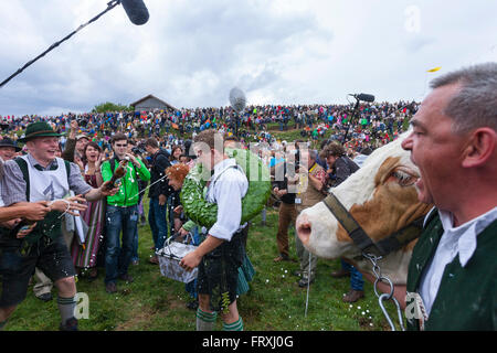 Ox racing en Muensing, Le Lac de Starnberg, Bad Toelz, Wolfratshausen, Upper Bavaria, Bavaria, Germany Banque D'Images