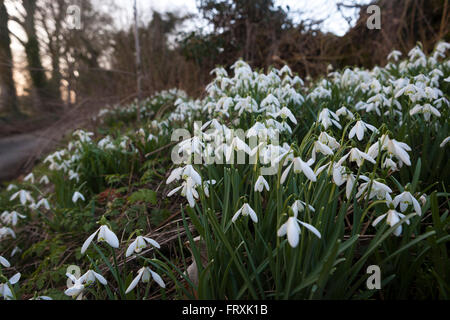 Petite perce-neige sur la route et la banque de l'un chemin de campagne dans les Cotswolds, Gloucestershire, Royaume-Uni. Banque D'Images