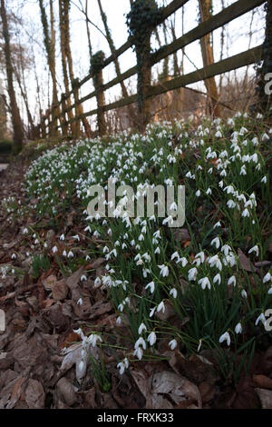 Petite perce-neige sur la route et la banque de l'un chemin de campagne dans les Cotswolds, Gloucestershire, Royaume-Uni. Banque D'Images