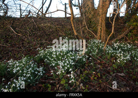 Petite perce-neige sur la route et la banque de l'un chemin de campagne dans les Cotswolds, Gloucestershire, Royaume-Uni. Banque D'Images