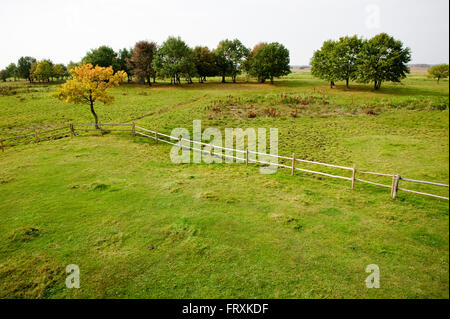 Paysage de pâturages, parc national de Biebrza, Podlaskie Voivodeship, Pologne Banque D'Images