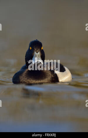 Fuligule morillon / Reiherente ( Aythya fuligula ), des profils avec drake en robe de reproduction, les yeux jaune vif, natation, funny, vue frontale. Banque D'Images