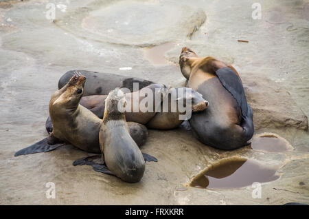 Famille de lions de mer se reposant sur des roches à La Jolla beach à San Diego, CA, USA Banque D'Images
