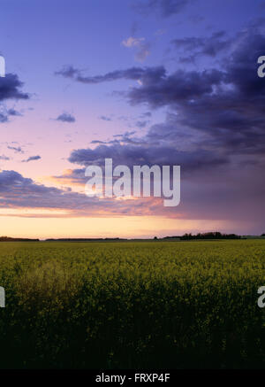 Coucher de soleil sur un champ de canola, Alberta, Canada Banque D'Images