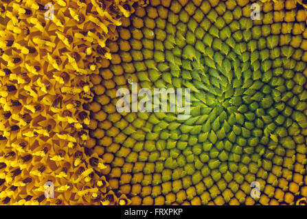 Close-up of a Sunflower Banque D'Images