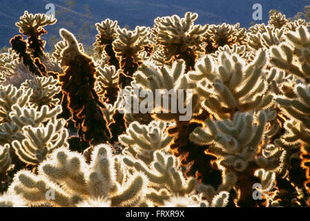 Cholla Cactus, Joshua Tree National Monument, Californie, États-Unis Banque D'Images