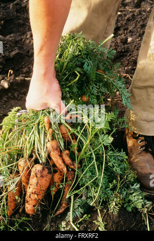 Les carottes d'un jardin fraîchement creusée Banque D'Images