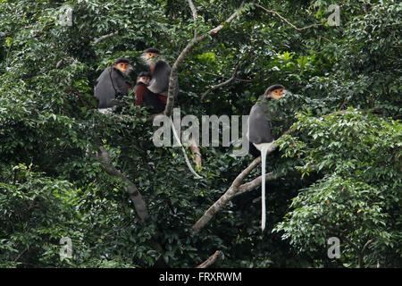 Un rouge-shanked Douc Langur famille, au Vietnam et au Laos, les espèces de primates endémiques Banque D'Images