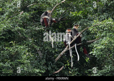 Un rouge-shanked Douc Langur famille, au Vietnam et au Laos, les espèces de primates endémiques Banque D'Images