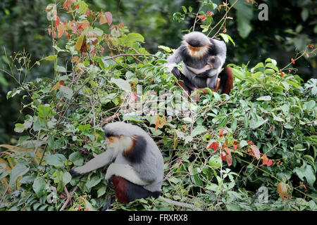 Une famille de rouge-shanked Douc Langur avec un nouveau né langur. Cette espèce est une espèce endémique du Laos et Vietnam Banque D'Images