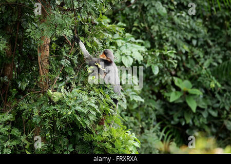 Un rouge-shanked Douc Langur grimpé tout en maintenant un nouveau né. Cette espèce est une espèce endémique du Laos et Vietnam Banque D'Images