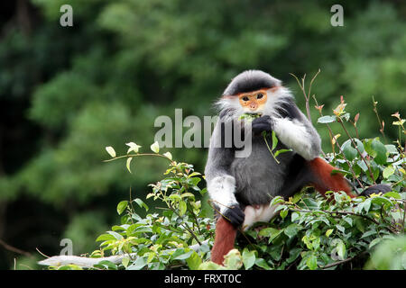 Un rouge immature-shanked Douc Langur au Vietnam Banque D'Images