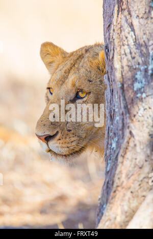 Lion debout derrière tree en Afrique Banque D'Images