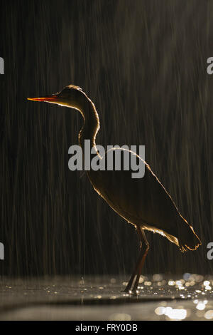 Héron cendré (Ardea cinerea) dans heavy rain, silhouette, fortement éclairé par LED, le parc national de Kiskunsag, Hongrie Banque D'Images