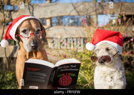 Deux chiens (Canis lupus familiaris) avec Noël chapeaux, lunettes et thriller Noël, Brandebourg, Allemagne Banque D'Images