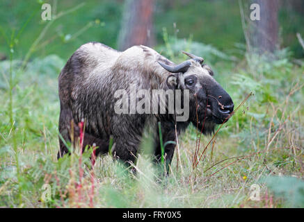 Takin (Budorcas taxicolor), le Bhoutan, l'animal national du Centre de préservation de Takin, Thimphu, Bhoutan, Himalaya Banque D'Images