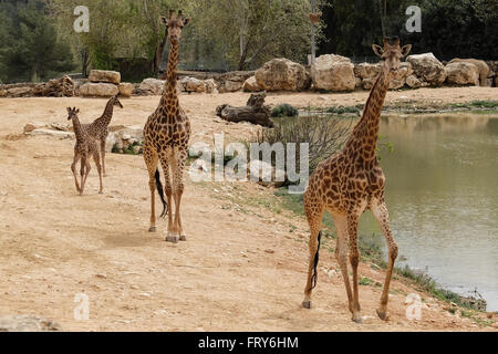 Jérusalem, Israël. 24 mars, 2016. Le Zoo Biblique de Jérusalem accueille deux nouveaux-South African giraffe veaux (Giraffa camelopardalis giraffa) dans le boîtier d'animaux africains ouverts au public. Adis, homme, deux semaines, est né à mère, et Akea Rotem, femme, un mois, est né à mère Yasmin. Les veaux sont nés à Jérusalem de deuxième génération grands-parents acheté dans une vente aux enchères de l'Afrique du Sud. Rio, l'homme, engendré des veaux. Credit : Alon Nir/Alamy Live News Banque D'Images