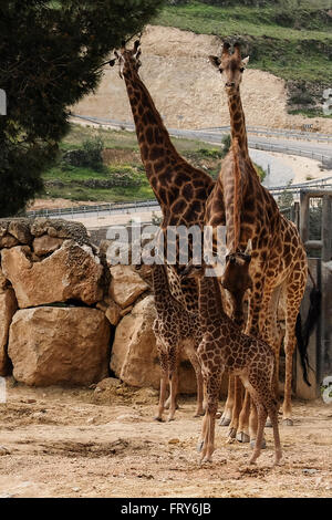 Jérusalem, Israël. 24 mars, 2016. Le Zoo Biblique de Jérusalem accueille deux nouveaux-South African giraffe veaux (Giraffa camelopardalis giraffa) dans le boîtier d'animaux africains ouverts au public. Adis, homme, deux semaines, est né à mère, et Akea Rotem, femme, un mois, est né à mère Yasmin. Les veaux sont nés à Jérusalem de deuxième génération grands-parents acheté dans une vente aux enchères de l'Afrique du Sud. Rio, l'homme, engendré des veaux. Credit : Alon Nir/Alamy Live News Banque D'Images